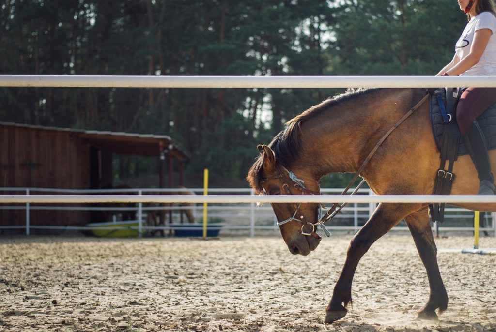 discover the best months for horse riding with our comprehensive guide. learn about ideal weather conditions, top destinations, and tips to plan your perfect horseback adventure.