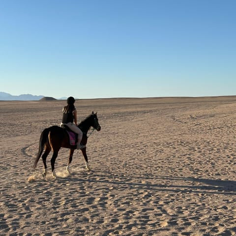 experience the thrill of desert horseback safaris—explore stunning sandscapes, witness vibrant wildlife, and enjoy unforgettable adventures on horseback. perfect for nature lovers and adventure seekers.