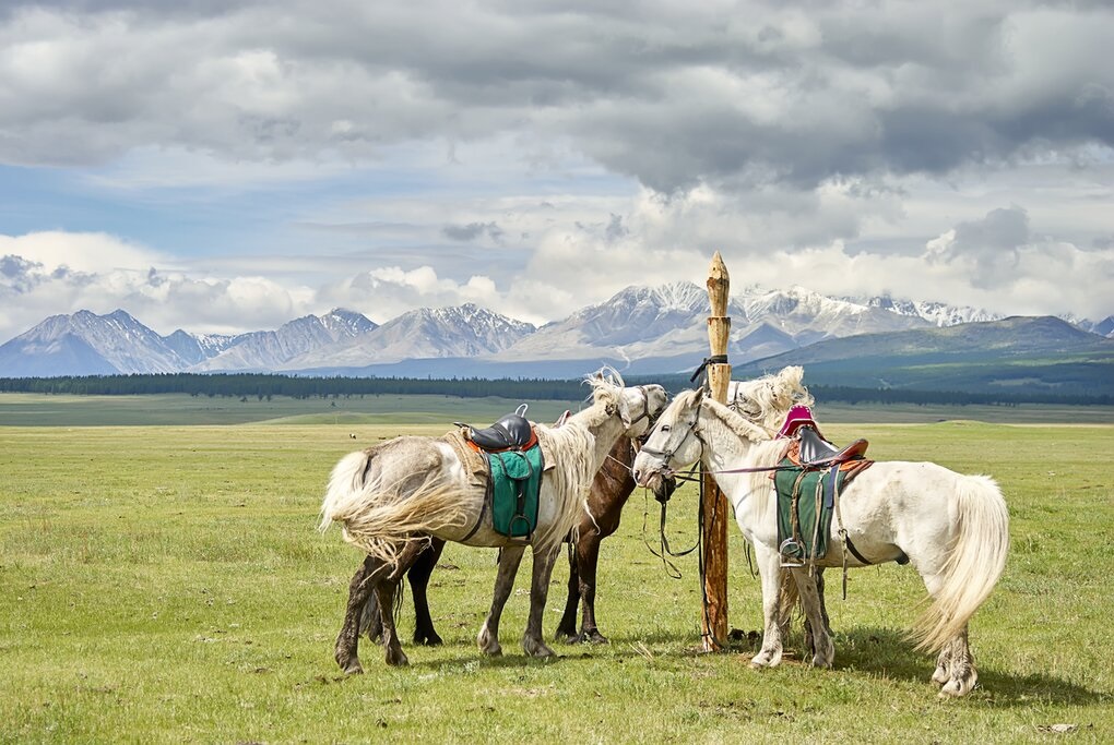 discover unforgettable family riding trips with our expert guides. enjoy safe, fun, and scenic horseback adventures designed for all ages and experience levels. plan your perfect family getaway today!