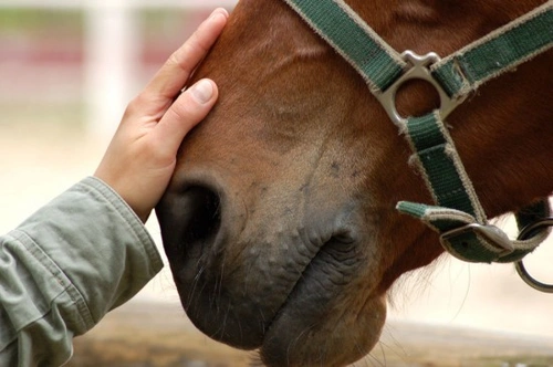 discover essential tips for horse care during holidays. learn how to ensure your horse’s health, comfort, and safety while you’re away or during festive seasons.