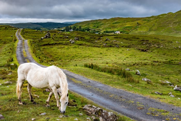 discover the best destinations around the world for horse lovers. explore top locations for horseback riding, equestrian events, and unique horse-related experiences for your next adventure.