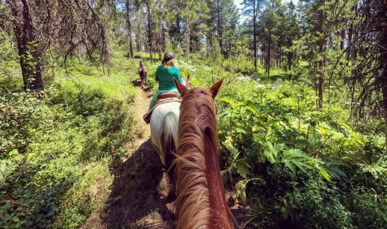 discover essential horse riding tips for beginners and experienced riders. learn safety, posture, and techniques to improve your equestrian skills and confidence.