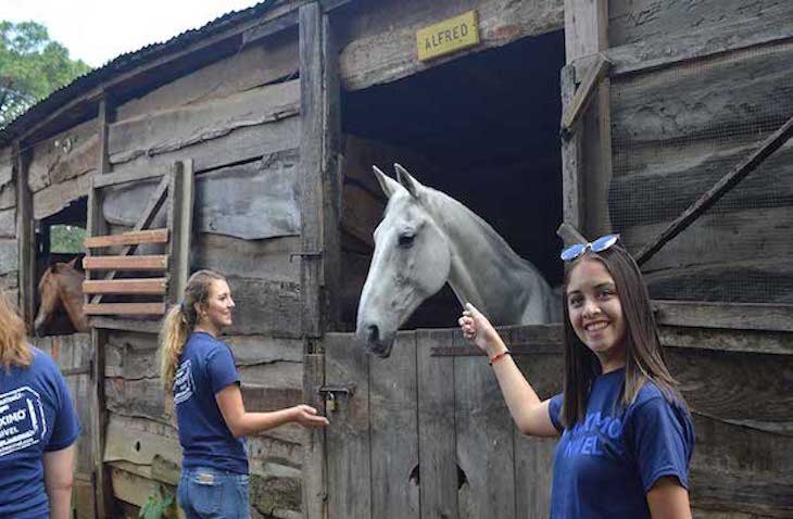 discover rewarding horse volunteer abroad opportunities. work hands-on with horses, support equine welfare, and explore new cultures while making a difference worldwide.