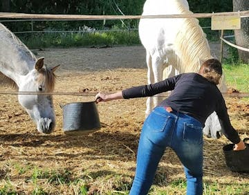 discover incredible opportunities to volunteer with horses abroad. support equine care, learn new skills, and immerse yourself in unique cultures while making a difference in animal welfare worldwide.