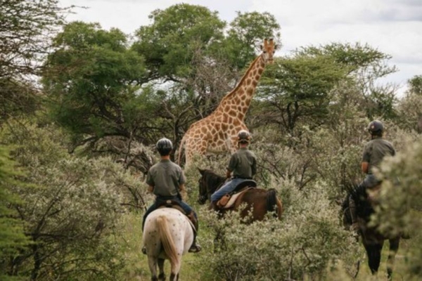 discover creative horseback birdwatching ideas for nature enthusiasts. explore scenic trails, tips for spotting birds on horseback, and how to combine riding with wildlife observation.