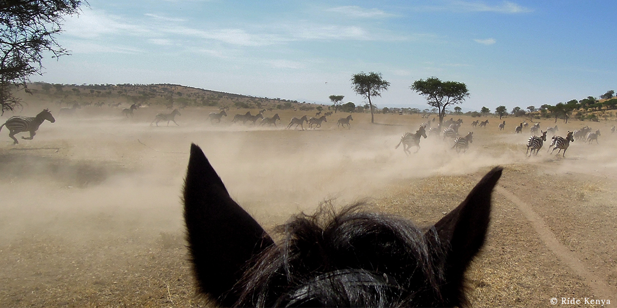 discover everything you need to know about horseback safaris with our comprehensive guide. learn about destinations, tips for beginners, safety advice, and the unforgettable experiences that await on a horse in the wild.