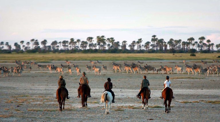 experience the thrill of horseback safaris in africa. ride alongside wildlife, explore breathtaking landscapes, and enjoy a unique adventure through the african wilderness. perfect for nature lovers and adventure seekers.