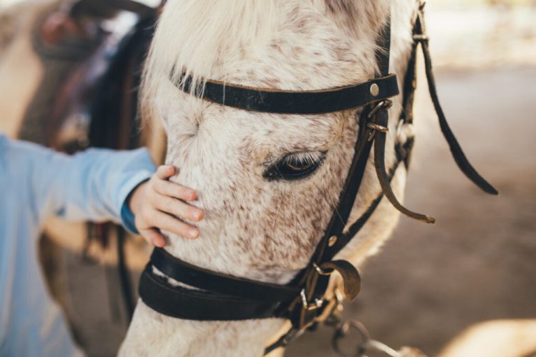 discover essential horseback travel tips for a safe, enjoyable, and memorable riding adventure. learn how to prepare, what to pack, and how to care for your horse on the trail.