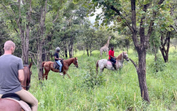 experience unforgettable horseback wildlife adventures. explore scenic trails and observe fascinating wildlife in their natural habitat. perfect for nature and animal lovers seeking a unique outdoor journey.