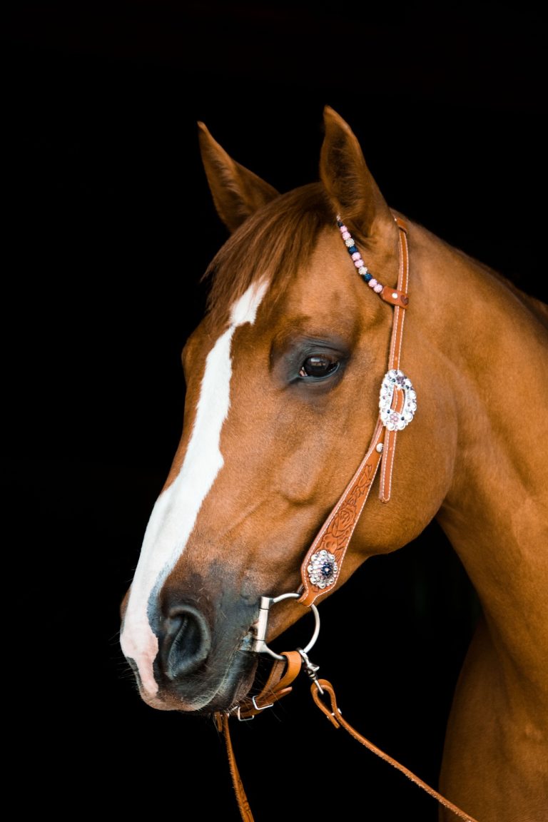 discover essential horseback riding gear tips for international travel. learn what to pack, top recommendations, and how to prepare for a comfortable and safe journey abroad.