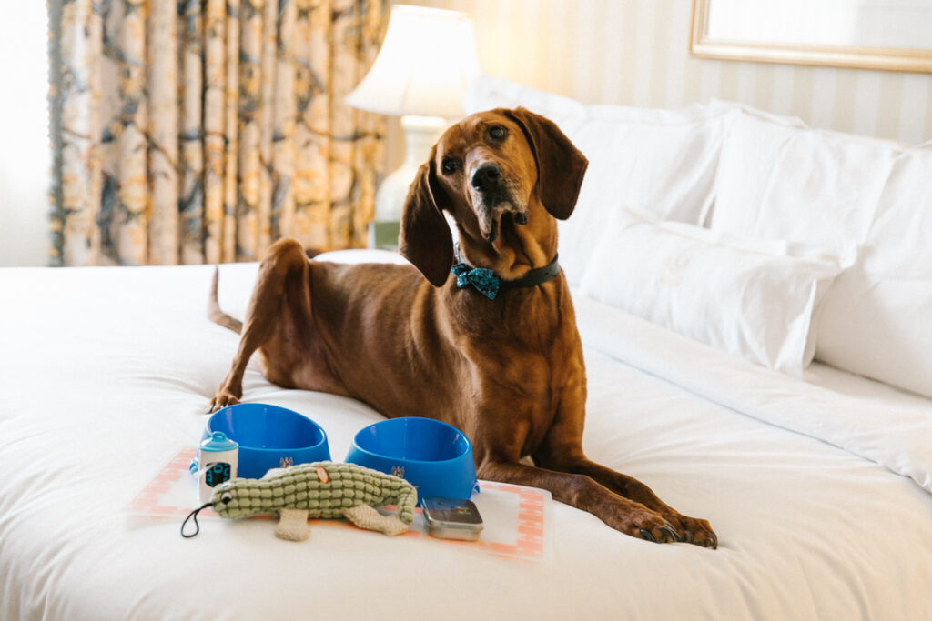 discover welcoming pet-friendly lodgings perfect for you and your furry friends. enjoy comfortable accommodations, excellent amenities, and convenient locations for a stress-free stay with your pets.