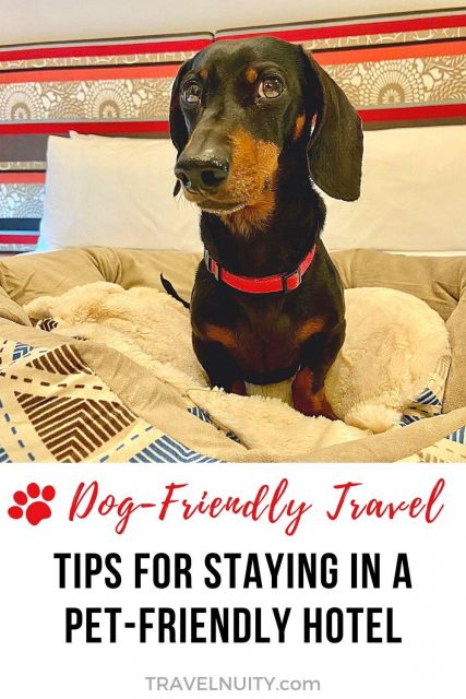 discover a range of pet-friendly lodgings offering comfort and convenience for you and your furry companion. enjoy a hassle-free stay with amenities tailored for pets, ensuring everyone feels at home.