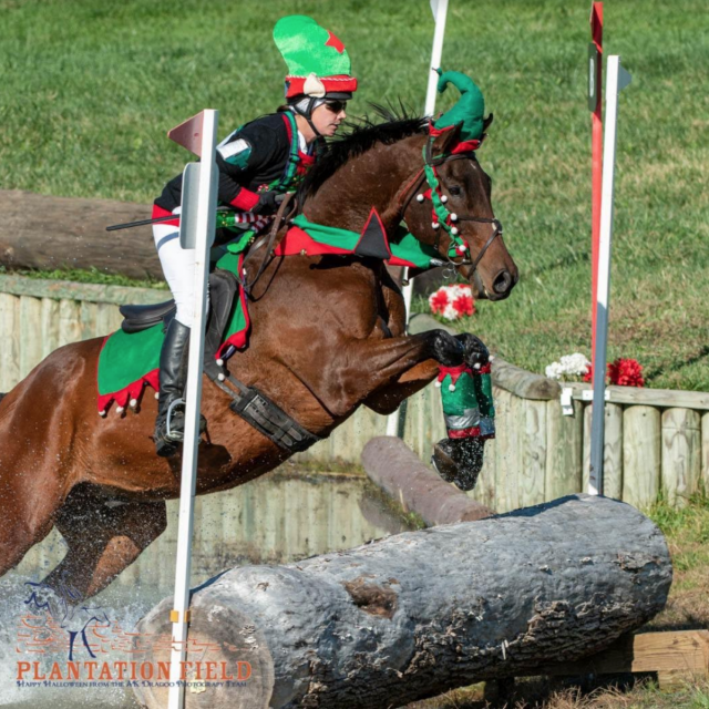 experience the thrill of show jumper holidays with expert training, scenic rides, and premium facilities. perfect for all levels, enjoy unforgettable equestrian adventures and improve your jumping skills while exploring beautiful destinations.