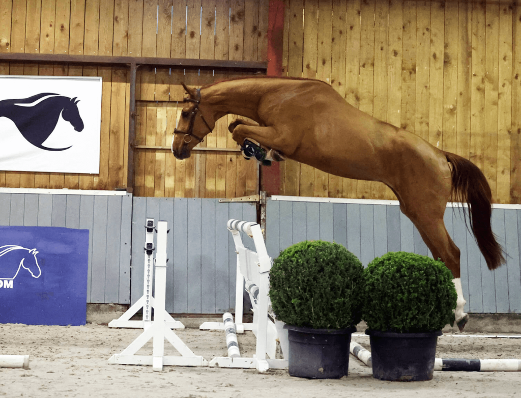 experience unforgettable show jumper holidays with expert training, breathtaking locations, and world-class facilities for all skill levels. book your equestrian adventure today!