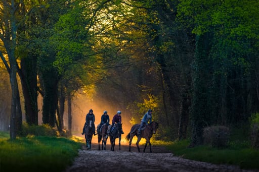 discover exciting student equestrian trips offering riding adventures, skill development, and unique cultural experiences for young equestrians in top destinations worldwide.