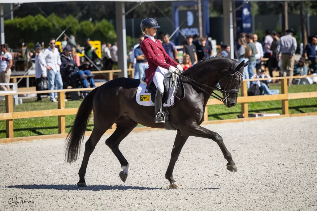 discover the world's top equestrian festivals featuring thrilling competitions, majestic horse displays, and vibrant cultural celebrations. perfect events for horse lovers and families alike.