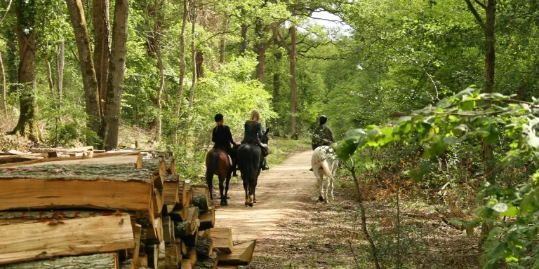 discover essential tips and guides for traveling with horses safely and comfortably. learn how to plan, prepare, and care for your equine companion on the road for a stress-free journey.