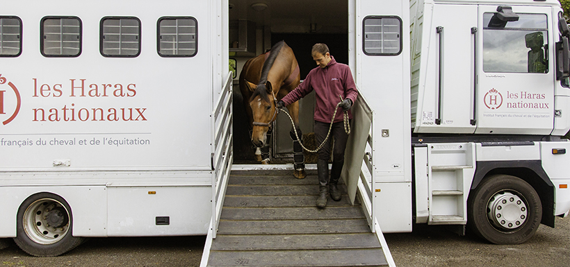 discover essential tips and expert advice for traveling with horses. learn how to prepare, transport safely, and ensure your horse's comfort on every journey.