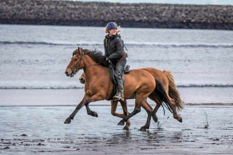 discover unique horse riding stays and immerse yourself in unforgettable equestrian adventures. enjoy scenic trails, comfortable accommodations, and professional guidance for riders of all levels.