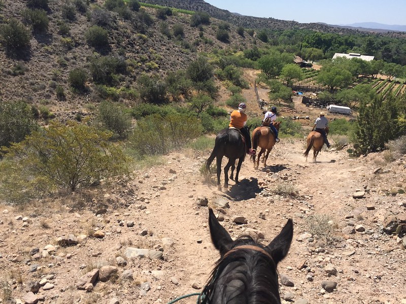 experience the beauty of vineyards on horseback tours. discover scenic landscapes, taste local wines, and enjoy a unique adventure in the heart of wine country.