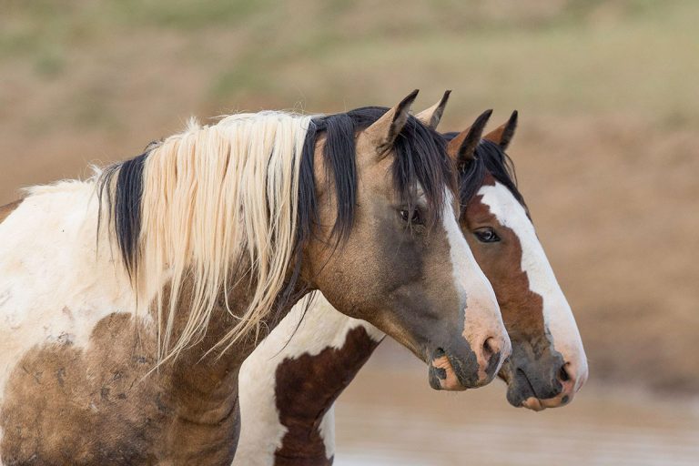 discover the unique adventure of wildlife photography on horseback. capture stunning images of animals in their natural habitats while enjoying an immersive horseback riding experience.
