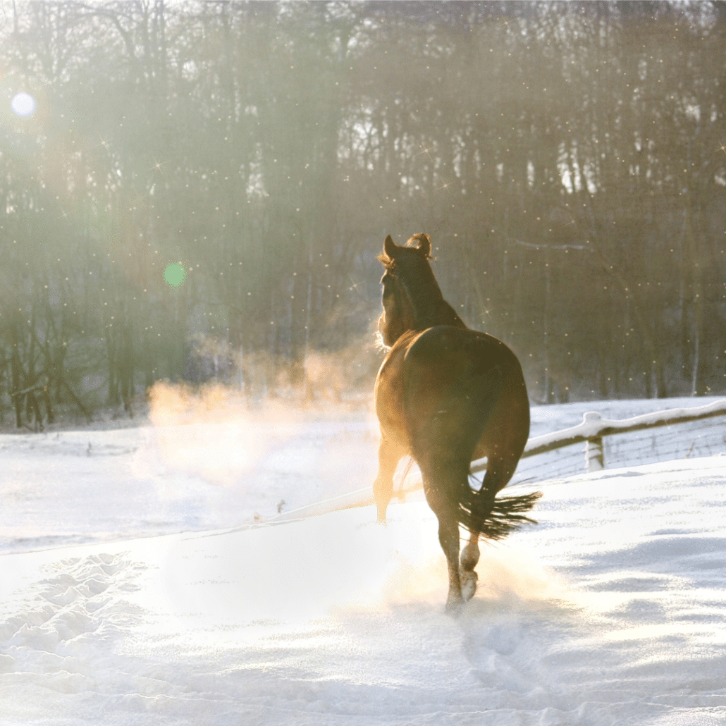 discover unforgettable winter riding holidays with scenic horseback adventures through snowy landscapes, cozy accommodations, and unique equestrian experiences for all skill levels. embrace the magic of winter with your next riding getaway!